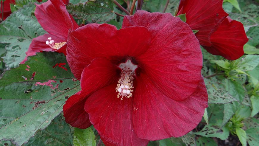 Hibiscus - Cranberry Punch hibiscus
