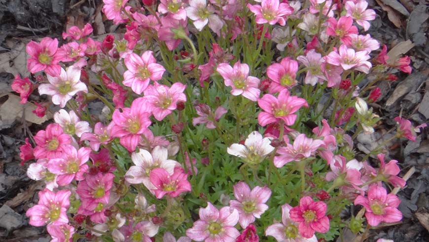 Saxifraga ×arendsii - Alpino Early Rose rockfoil