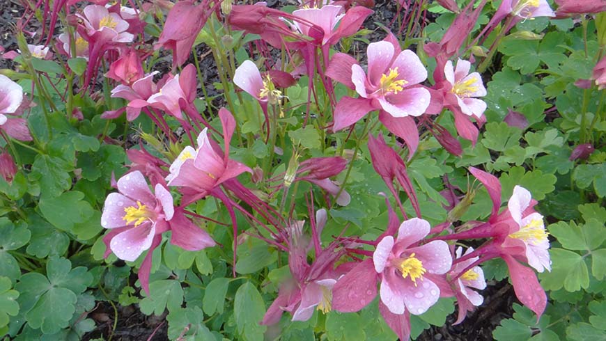 Aquilegia caerulea - Kirigami Rose & Pink columbine