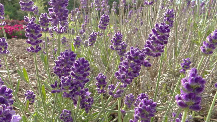 Lavandula angustifolia - Aromatico Blue Improved lavender