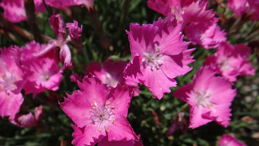 Dianthus - Kahori Pink dianthus