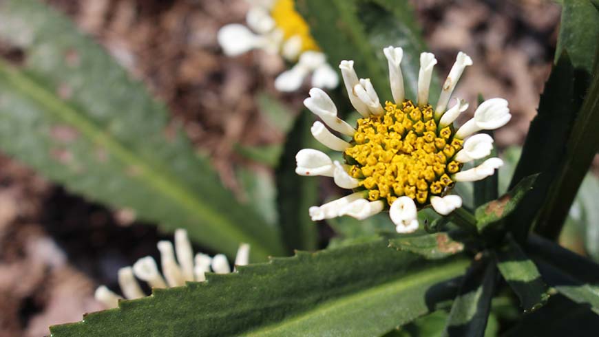 Leucanthemum maximum - Sweet Daisy Sofie Shasta daisy