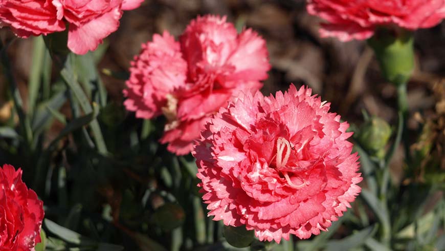 Dianthus - Odessa Cerise Bling Bling carnation