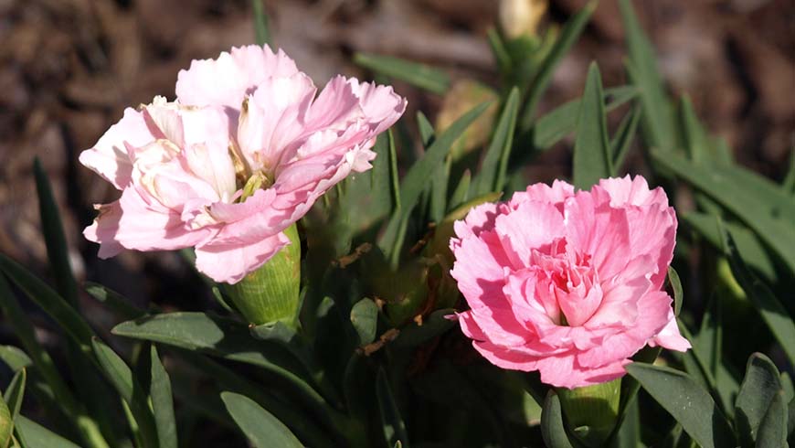 Dianthus - Sunflor Pink Faganza dianthus