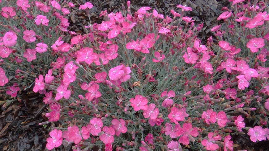 Dianthus - Sunflor Sasha pink