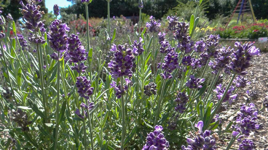 Lavandula angustifolia - Aromatico Blue Improved English lavender