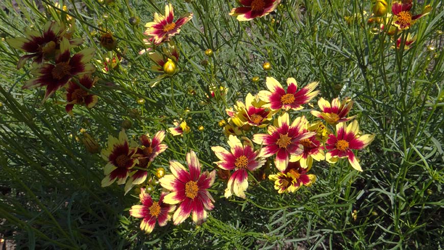 Coreopsis - Little Bang Red Enchanted Evening tickseed