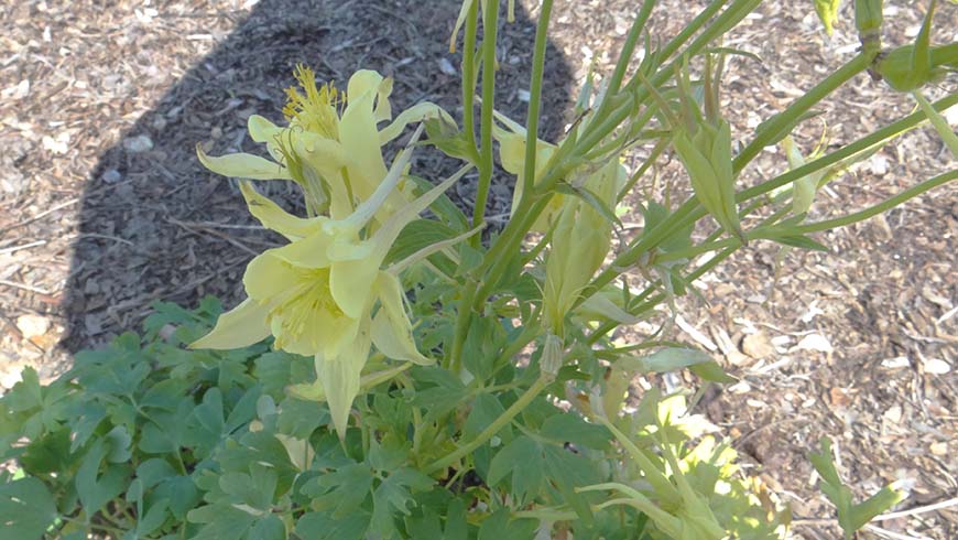 Aquilegia caerulea - Kirigami Yellow Rocky Mountain columbine