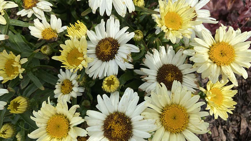 Leucanthemum ×superbum 'LEUZ0007' - Sunshine Freak! Shasta daisy