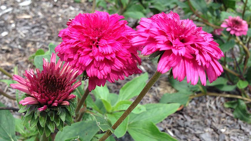 Echinacea - Lovely Lolly coneflower