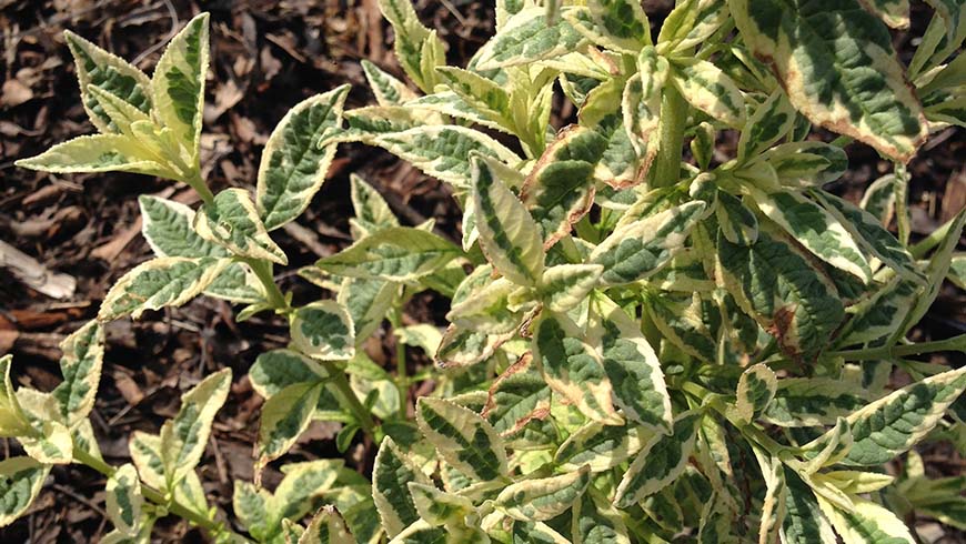 Buddleja 'Butterfly Gold' - butterfly bush
