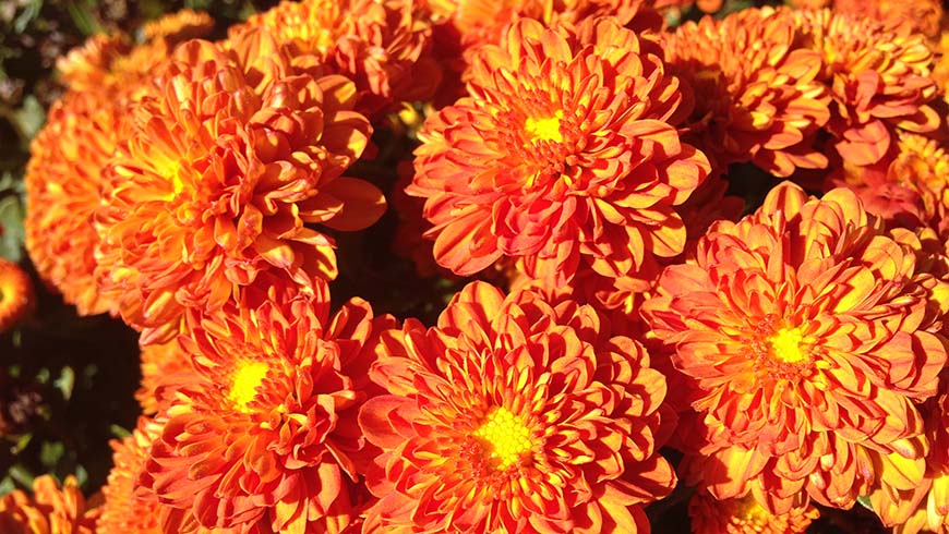 Dendranthema 'Autumn Spice Igloo' - garden mum
