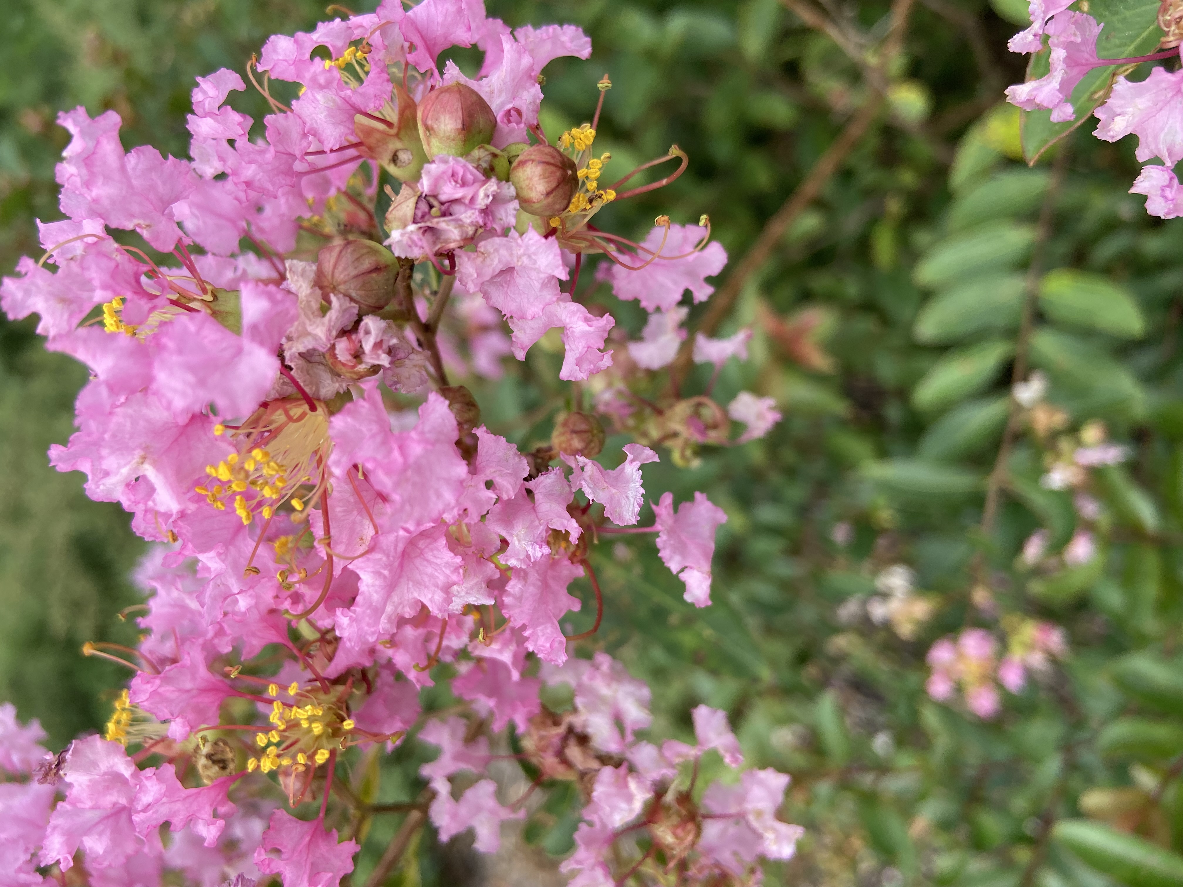 Lagerstroemia 'Cotton Candy' - GreatMyrtle crepe myrtle