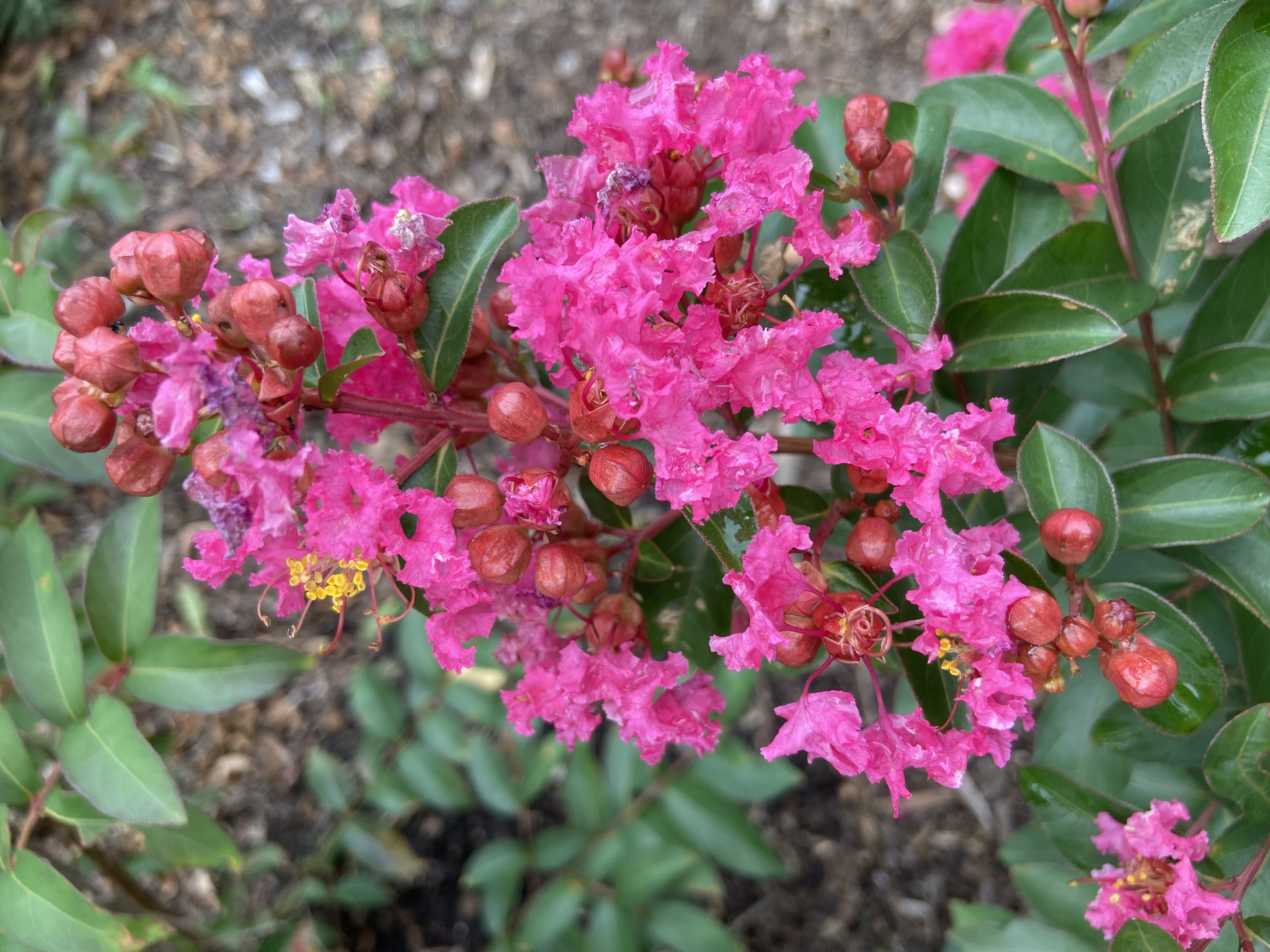 Lagerstroemia 'Cherry Delight' - GreatMyrtle crepe myrtle