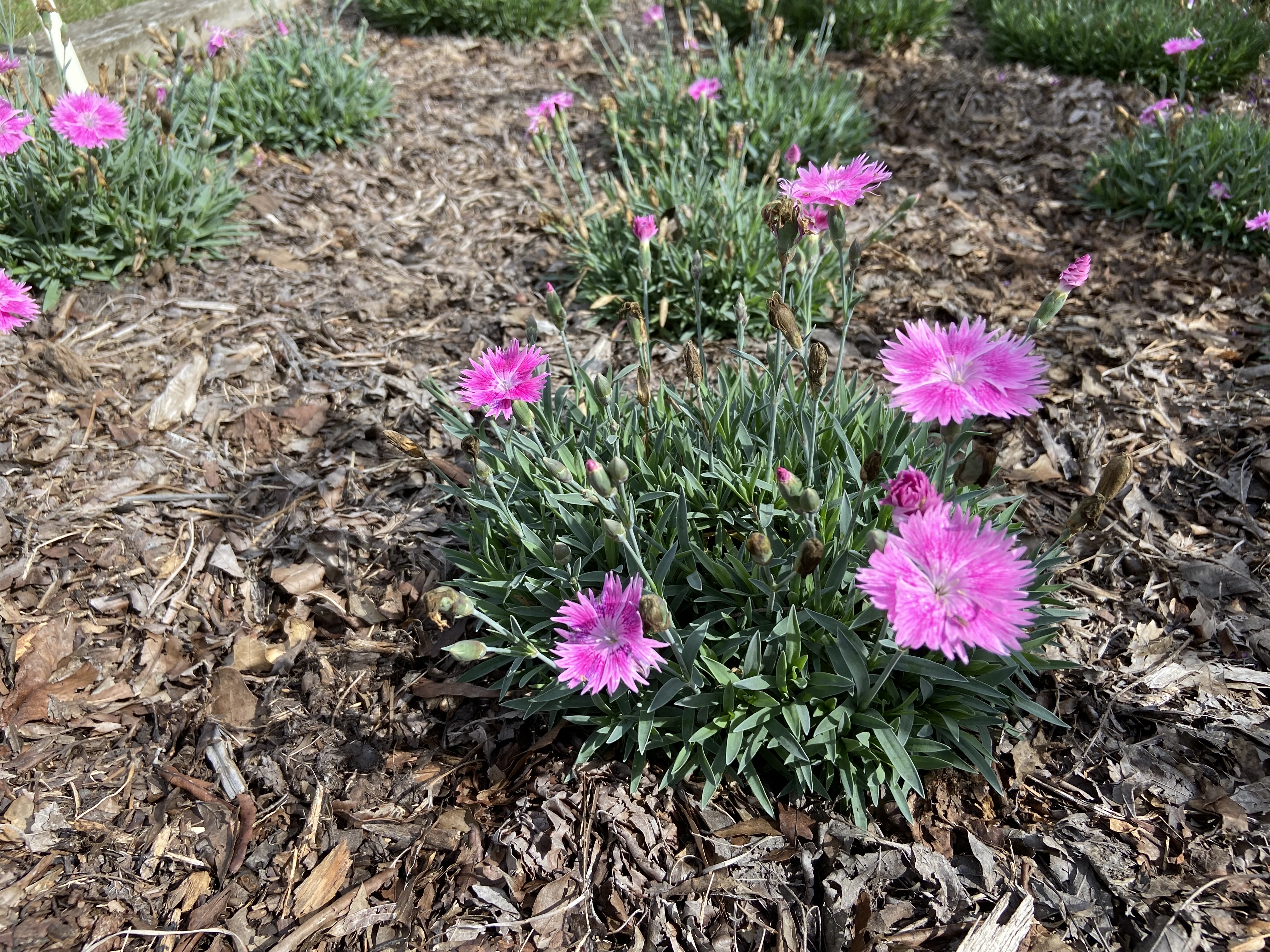 Dianthus 'G18139' - EverBloom Watermelon Ice pink