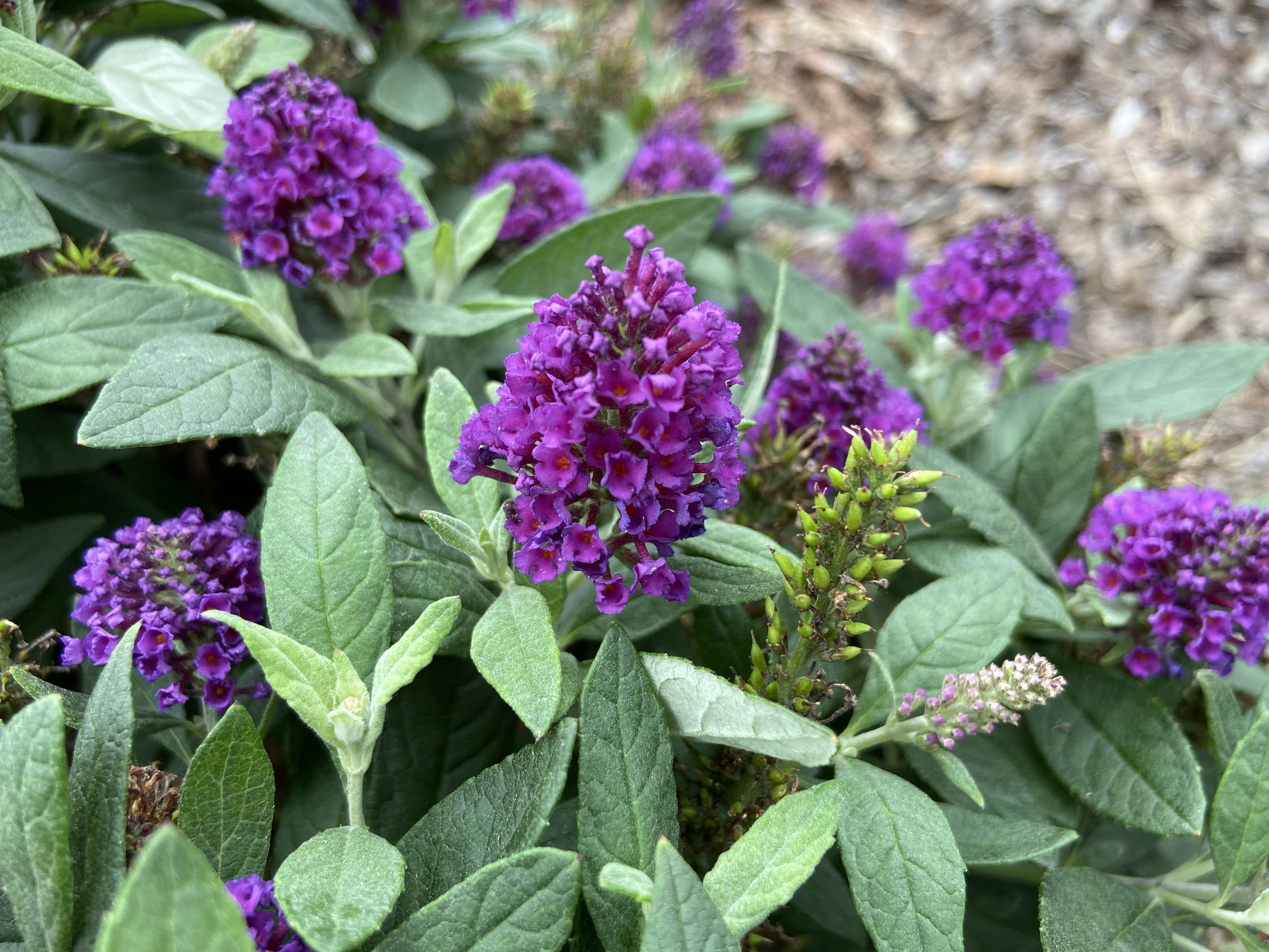 Buddleja 'Balchryurp' - Chrysalis Purple butterfly bush