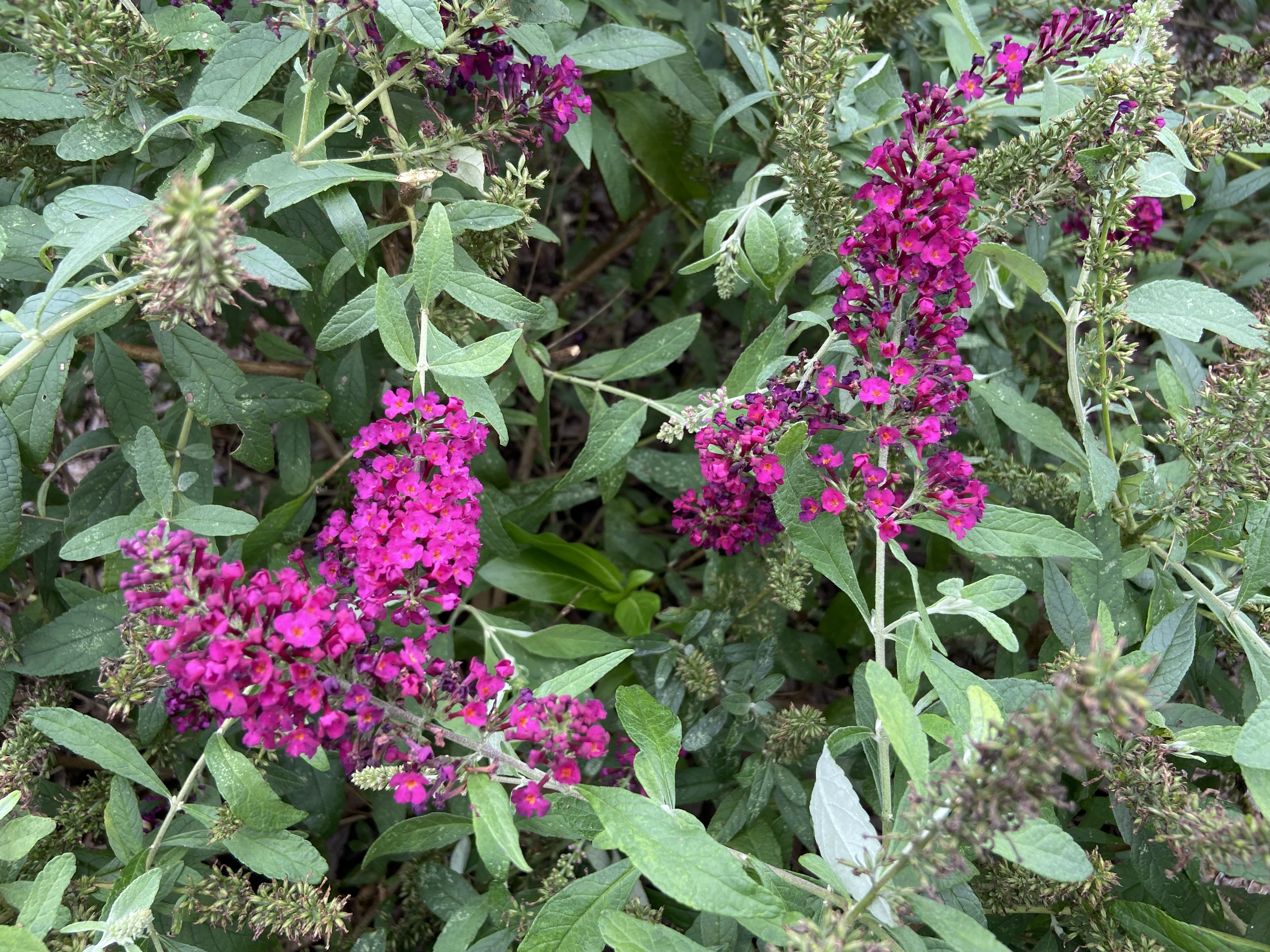 Buddleja 'Balchryran' - Chrysalis Cranberry butterfly bush