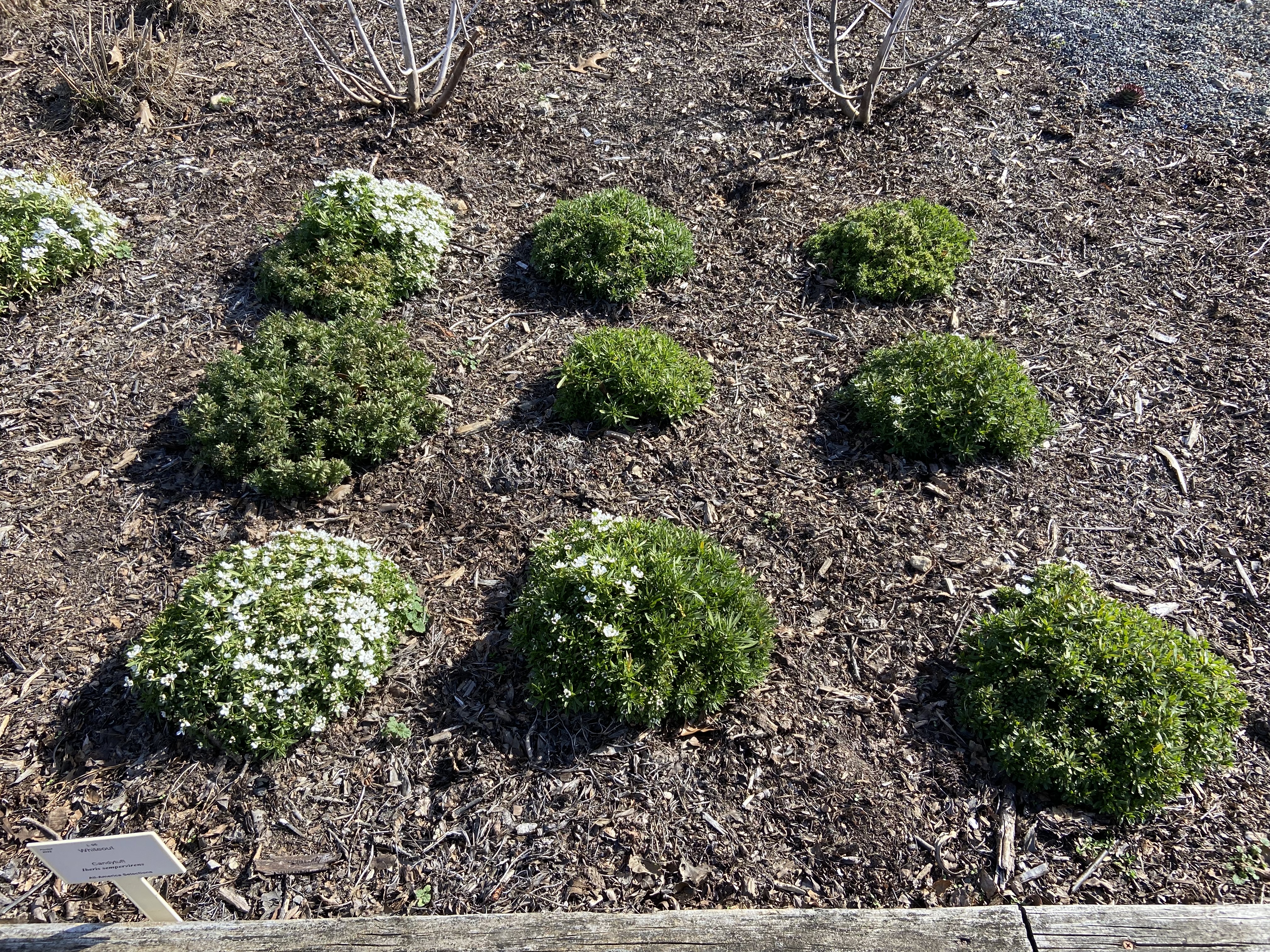 Iberis sempervirens 'Whiteout' - candytuft