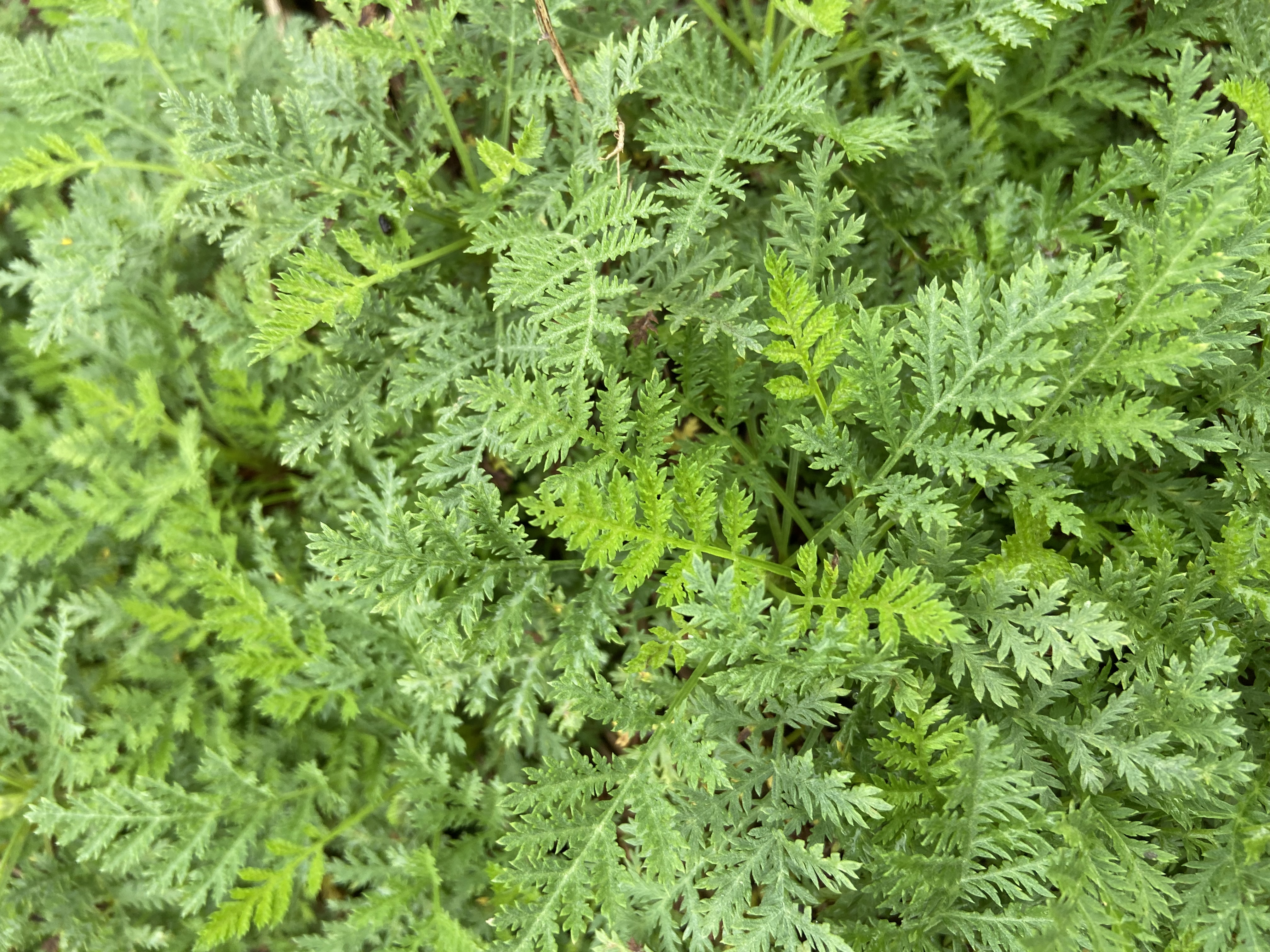 Artemisia gmelinii 'Balfernarc' - SunFern Arcadia Russian wormwood