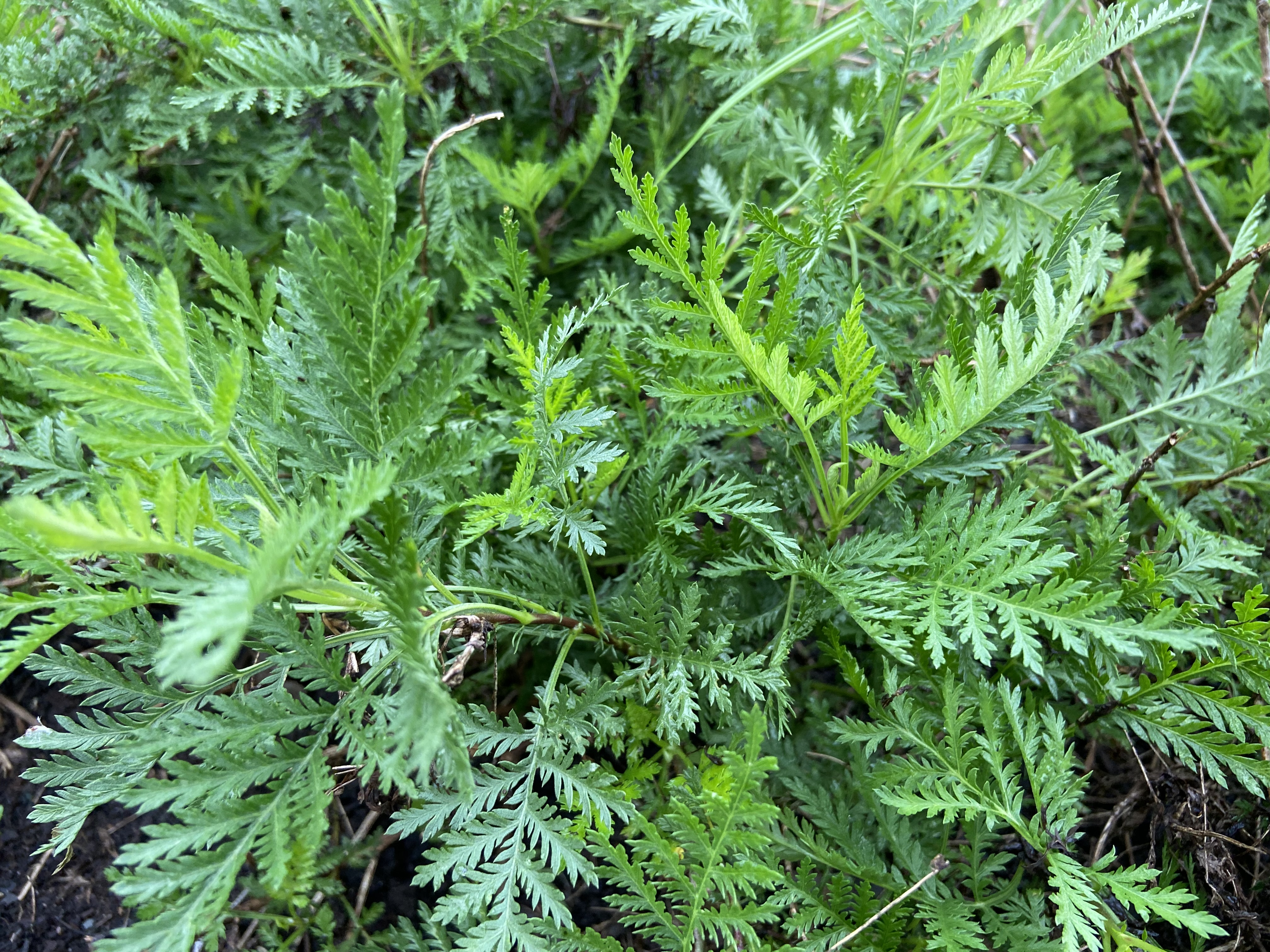 Artemisia gmelinii 'Balfernlym' - SunFern Olympia Russian wormwood