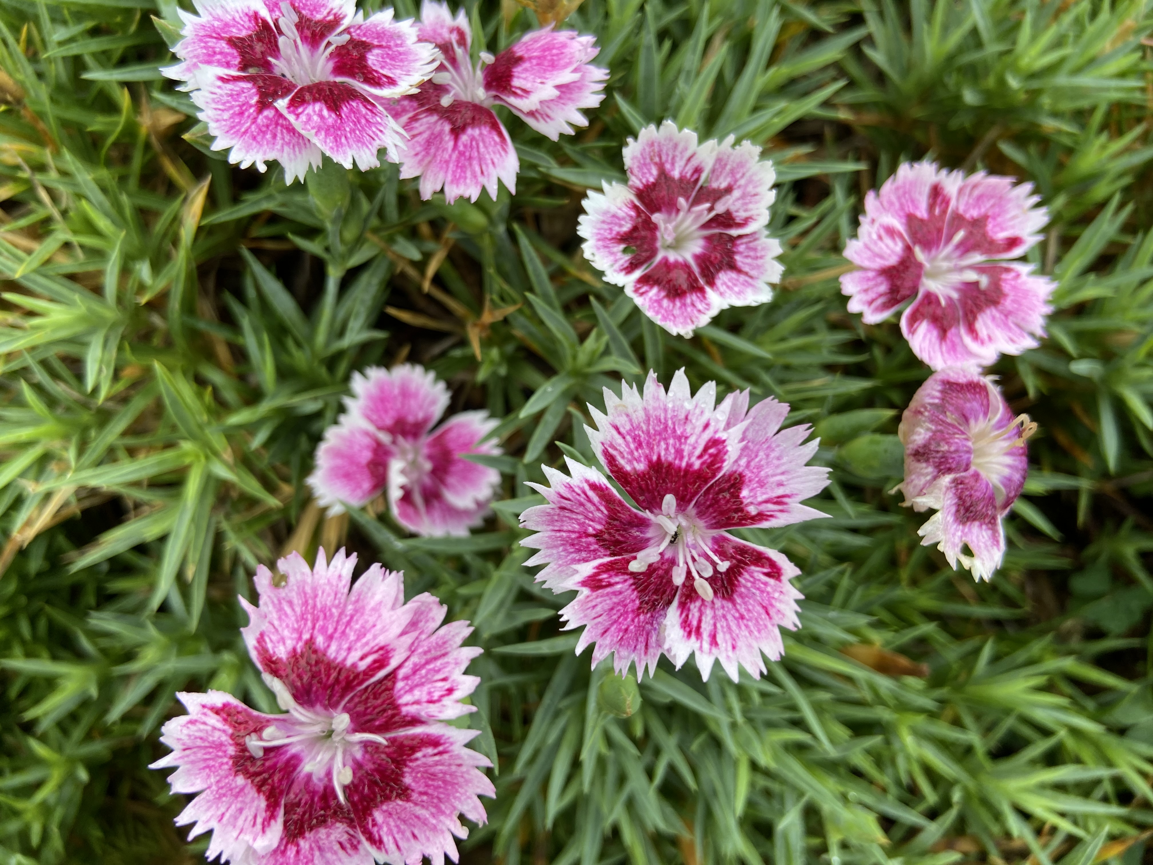 Dianthus 'G18146' - EverBloom Plum Glory pink