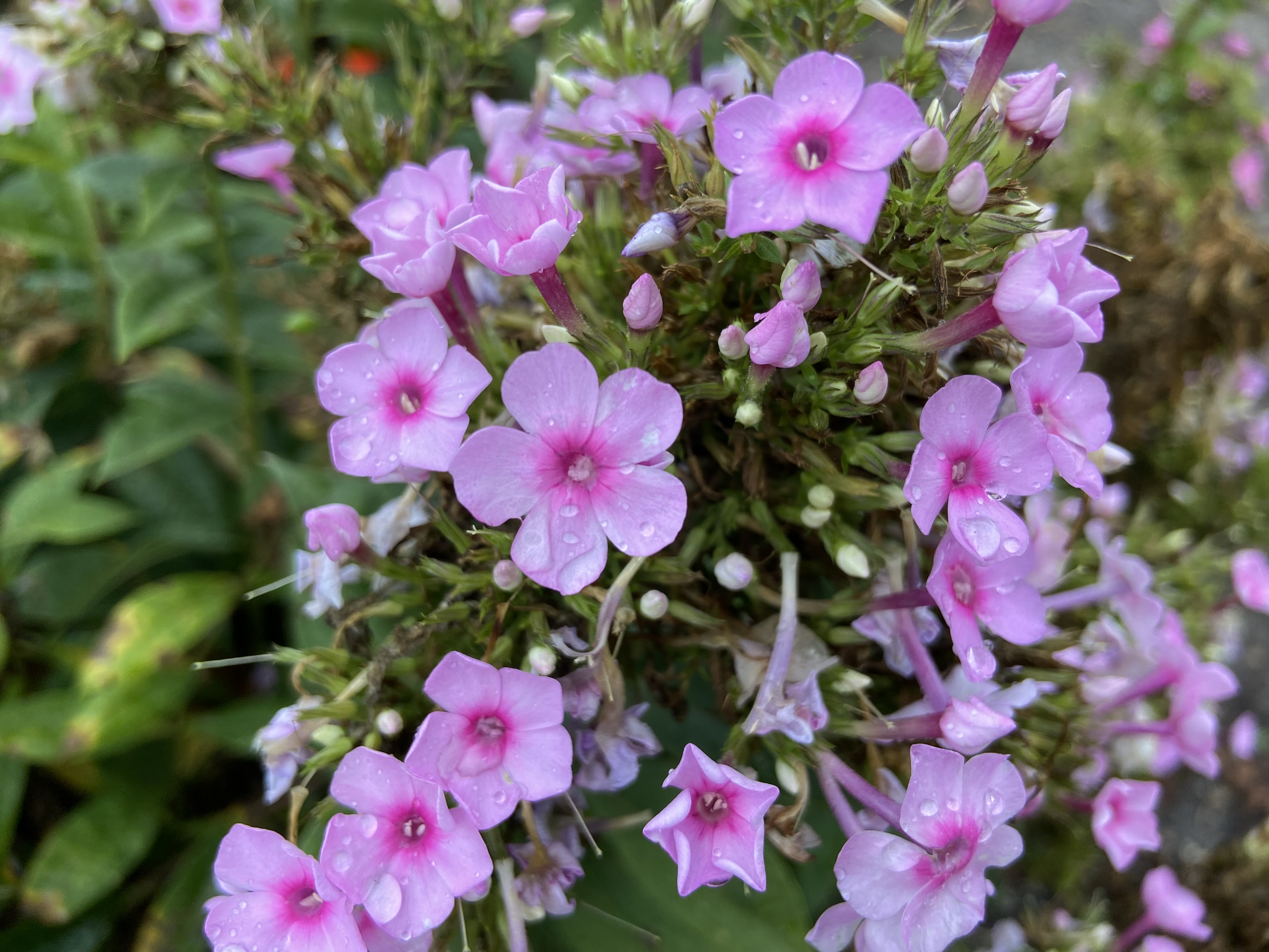 Phlox paniculata 'Balkaposin' - Ka-Pow Soft Pink garden phlox