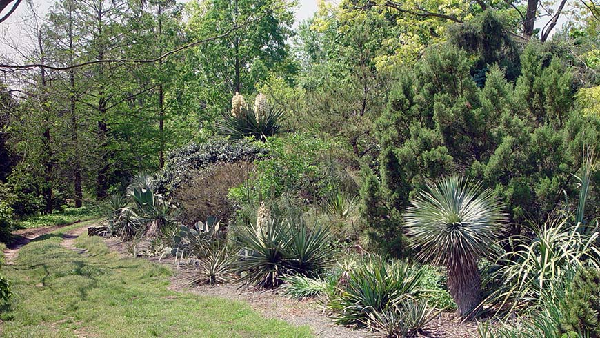 Southwestern Garden